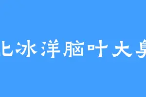 北冰洋脑叶大臭