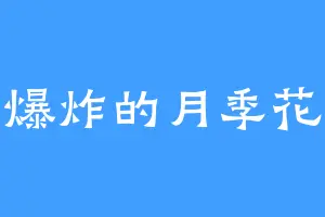 爆炸的月季花