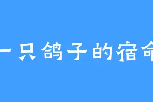 一只鸽子的宿命